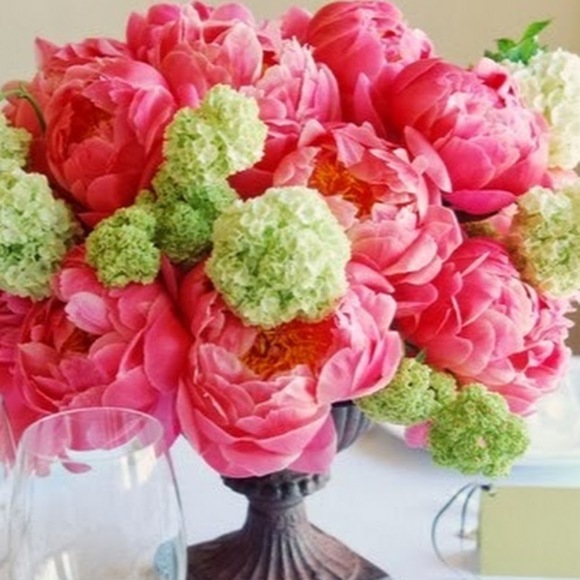 Meet your Posher, Veronica - Picture 1 of 1